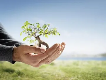Unas manos sostienen un árbol pequeño con hojas verdes