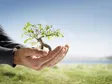 Unas manos sostienen un árbol pequeño con hojas verdes