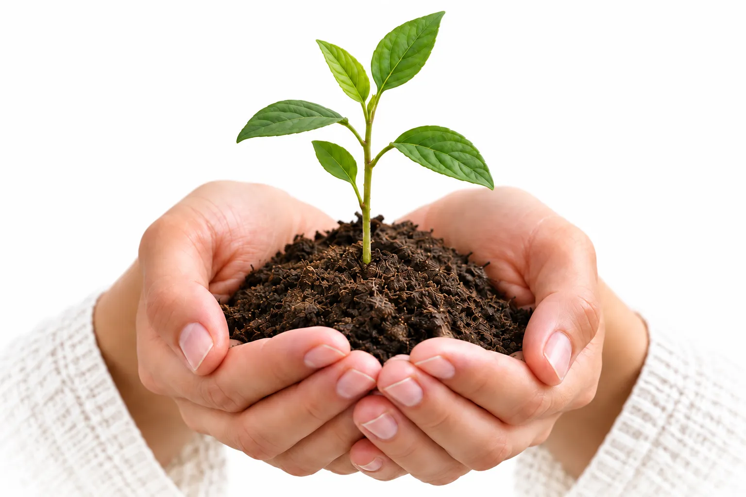 Unas manos sosteniendo tierra con una pequeña planta verde